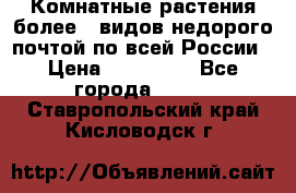 Комнатные растения более200видов недорого почтой по всей России › Цена ­ 100-500 - Все города  »    . Ставропольский край,Кисловодск г.